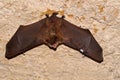 Geoffroy`s bat Myotis emarginatus Royalty Free Stock Photo